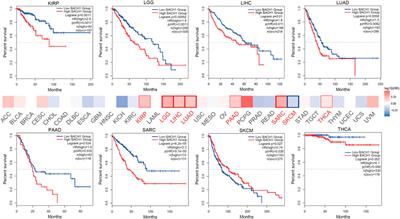 Uncovering BTB and CNC Homology1 (BACH1) as a Novel Cancer Therapeutic Target